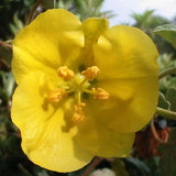 5 Gallon Fremontodendron 'California Glory'