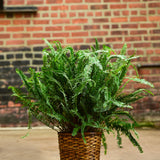 15 Gallon Kimberly Queen Fern
