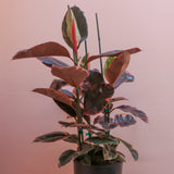 12" Decora Ruby Red Ficus  (Ficus elastica)