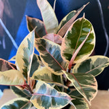 4" Decora Tineke (Ficus elastica)