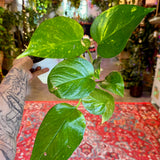 4" Hawaiian Pothos