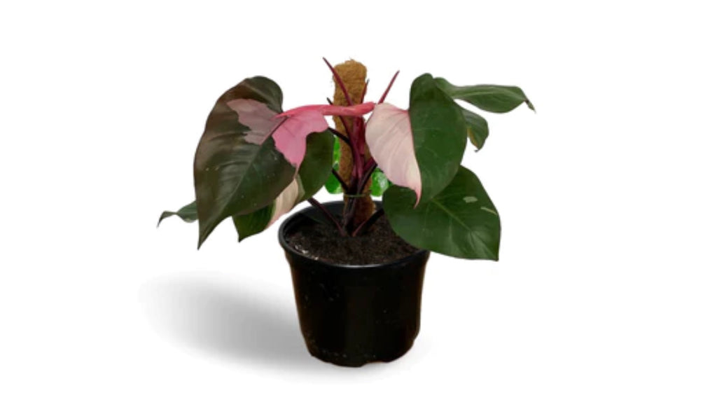 8" Philodendron Pink Princess