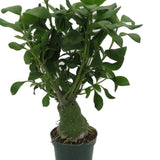 6” Papua Ant Farm Plant - Hydnophytum papuanum