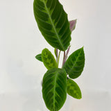 5” Calathea Warscewiczii “Jungle Velvet”