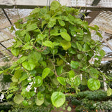 6" Plectranthus Swedish Ivy