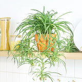 6" Spider Plant  (Chlorophytum comosum)