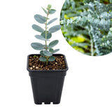 4" Eucalyptus 'Baby Blue' (Starter Plant)