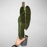 6" Philodendron Melanochrysum XL
