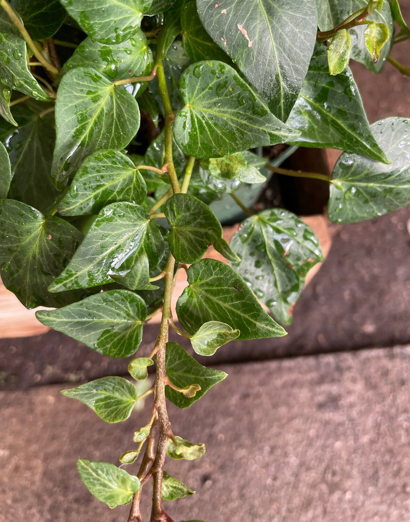 6" Heart Shaped Ivy - Hedera Helix Scutifolia