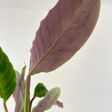 5” Calathea Warscewiczii “Jungle Velvet”