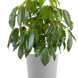 6” Schefflera Amate