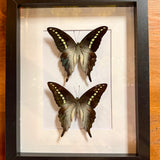 Pinned Insects - Bees & Wings