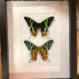 Pinned Insects - Bees & Wings