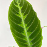5” Calathea Warscewiczii “Jungle Velvet”