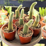 4" Gold Monkey Tail Cactus