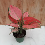 6" Aglaonema Lucky Red