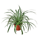 4" Reverse Spider Plant