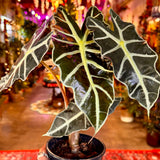 4" Alocasia Polly African Mask