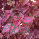 4” Hypoestes Phyllostachya (Polka Dot Plant 'Red Splash')