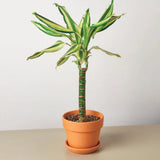 4” Dracaena Sol Cane