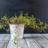 4" Angel Vine