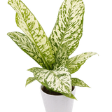 6" Dieffenbachia Blizzard