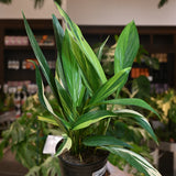 6" Epiprenum Amplissimum Variegated