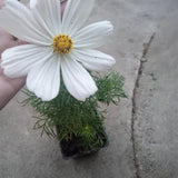 4" Cosmo Flower Sonata Mix