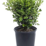 1 Gallon Boxwood