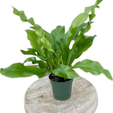 4" Bird's Nest Fern (Asplenium nidus)