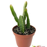 4" Dragonfruit Organic