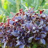 6" Dark Purple Opal Basil