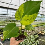 5" Monstera Aurea (RARE)