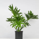 8" Philodendron Selloum