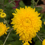 4” Yellow Chrysanthemum