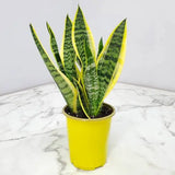 6" Sansevieria Futura Superba