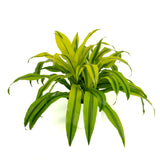 14" Dracaena Kristi Tips
