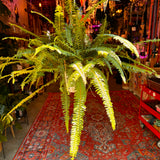 6” Kimberly Queen Fern