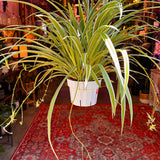 6" Reverse Spider Plant  (Chlorophytum comosum)