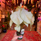 6" Caladium Assorted
