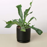 Staghorn Fern