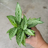 6” Calathea Vittata