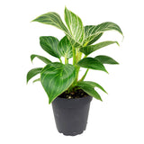 4” Philodendron Birkin