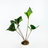 2" Anthurium sagittatum ‘Arrow Anthurium’