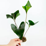 5" Anthurium Arrow