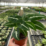 Syngonium wendlandii 'Black Velvet'