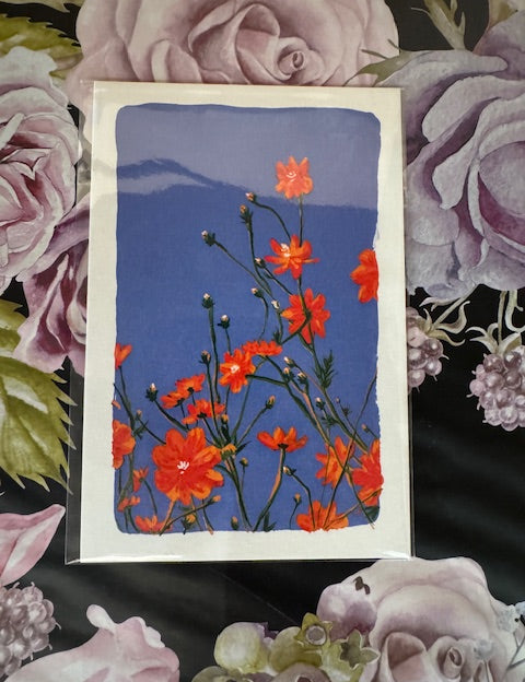 Dr Franken Sara Prints - 17 Styles/2 Sizes