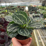 Calathea 'Green Goddess'