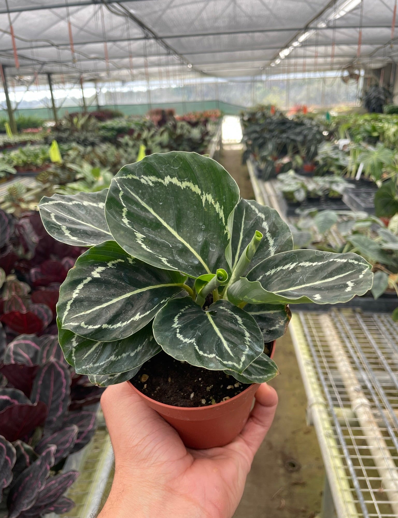 Calathea 'Green Goddess'