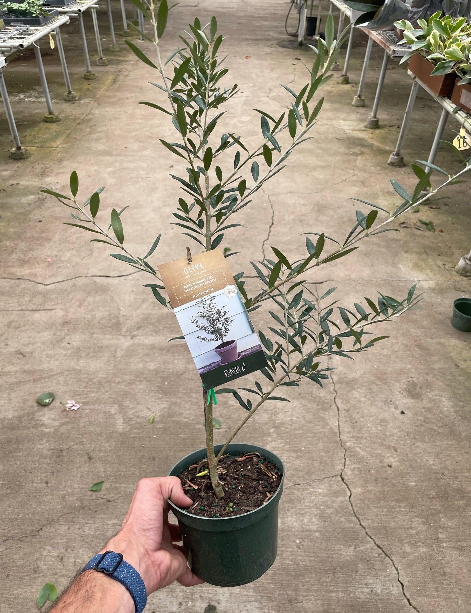 Common Olive Tree (Olea europaea)